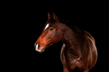 Obraz premium Horse, portraits, black, background, color, animal, studio, flash