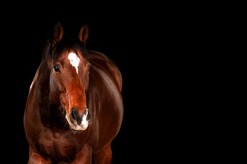 Obraz premium Horse, portraits, black, background, color, animal, studio, flash