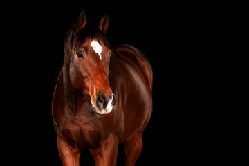 Fototapeta premium Horse, portraits, black, background, color, animal, studio, flash