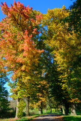 Naklejka premium The Monza park at October