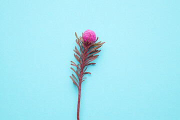 Vibrant pink flower bud on aqua background with textured leaves