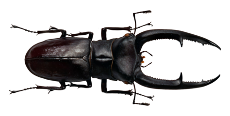 This black stag beetle, identified as Hexarthrius mandibularis, is captured in a clear stance, highlighting its impressive mandibles and body structure.