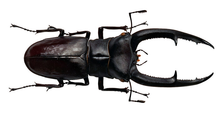 This black stag beetle, identified as Hexarthrius mandibularis, is captured in a clear stance, highlighting its impressive mandibles and body structure.
