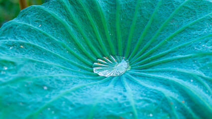Green Lotus leaf with clear water on the suface, close up picture