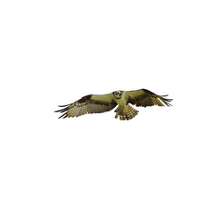 Osprey Flying with Spread Wings Isolated on White Background – Bird of Prey Image