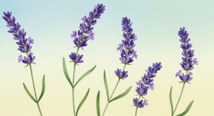 Obraz premium Lavender flowers illustration