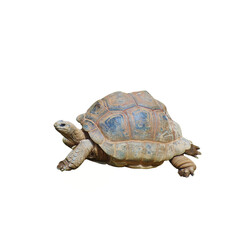 Tortoise Walking Isolated on White Background – Reptile Wildlife Image