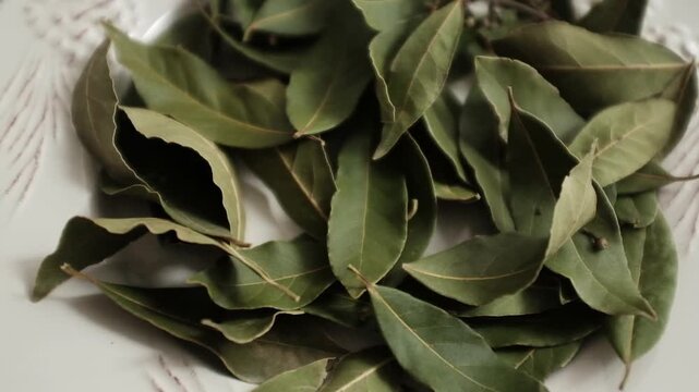 Fresh green bay leaves on branch slow motion video. Aromatic culinary herb plant. Mediterranean cuisine.