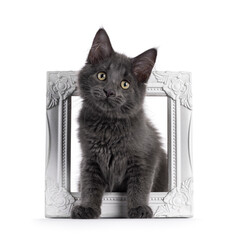 Blue Maine Coon cat kitten sitting in white picture frame. Looking towarde camera. Isolated on a white background