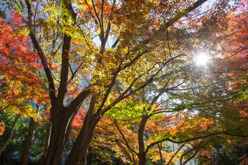 小石川後楽園の紅葉