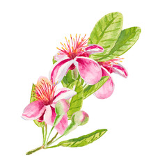 Feijoa brunch. Watercolor illustration of a twig with blooming feijoa flowers, leaves and buds isolated on white for textiles, fabrics, prints, wrapping, scrapbooking, cookbook, invitational, cosmetic