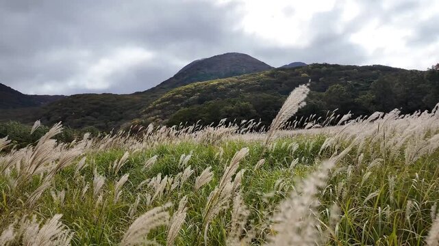長者原タデ原湿原に広がる秋のススキ草原と山並みの高原風景