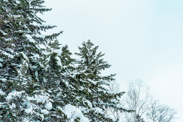 Snow-covered trees are a beautiful sight in midwinter.
