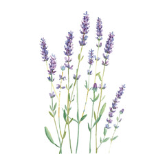 Naklejka premium Lavender set with small purple flowers, soft green leaves in watercolor style. Hand painted, for aromatherapy themes, Provence, packaging, patterns and wedding design.