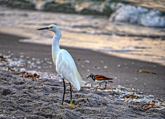  snowy egret ,Egretta thula,white heron