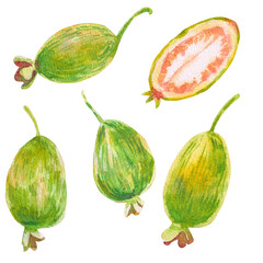 Feijoa set. Half and whole feijoa fruit isolated on white. Watercolor hand drawn illustration for textiles, fabrics, prints, wrapping, scrapbooking, cookbook, invitational, cosmetic, preservation