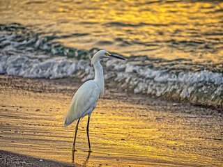  snowy egret ,Egretta thula,white heron