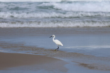 Little egret (Ardea alba) on the beach