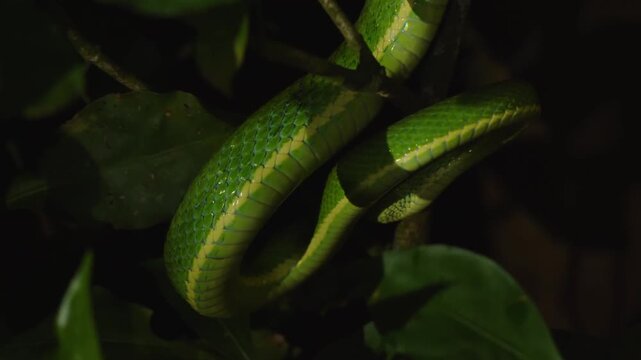 Parrot Snake tangled on branch
