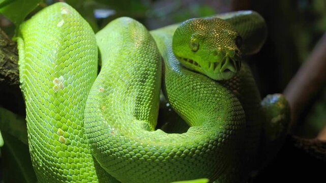 Green Tree Python tangled on branch