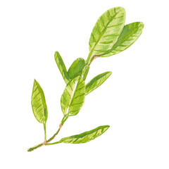 Obraz premium Green fresh twig. Feijoa leaves branch. Hand painted watercolor illustration of a realistic green leafy branch ideal for botanical prints natural branding eco packaging and organic themed designs