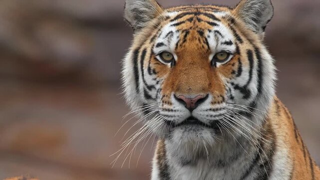 Portrait of Siberian tiger roaring and looking at camera