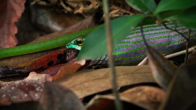 Emerald Tree Boa swallows a prey on forest floor