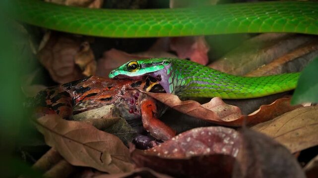 Green tree python swallows a pray on a forest floor