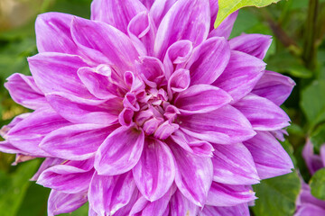 Obraz premium Dahlia flower closeup in garden. Pink colored flower bud. Petal Plant bloom.