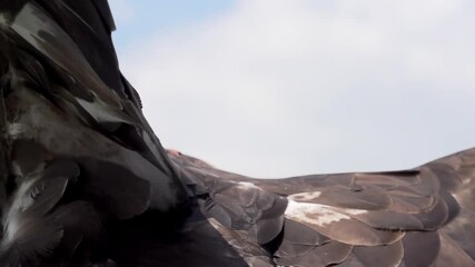 Close up of Golden Eagle spreading wings