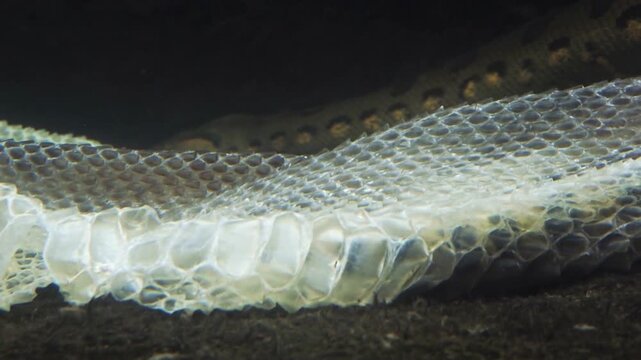 Snake shedding its moult