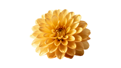 Beautiful yellow flower with intricate petals showcasing vibrant natural beauty in a simple setting