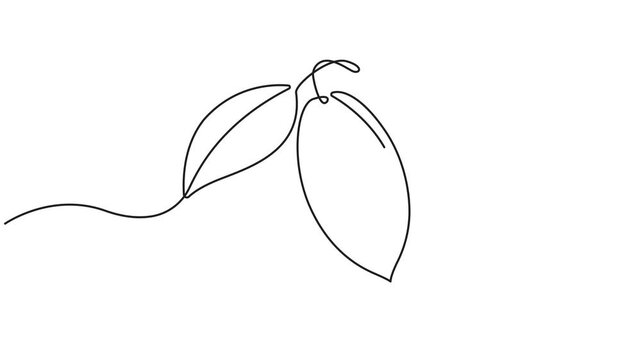 Animated self drawing of continuous one line draw Cocoa beans on a branch, 4k animation video.