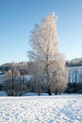 Trees and houses in the snow in a mountainous area in daylight. Tatra Mountains.