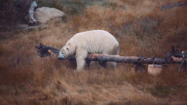 Polar bear stepping over fallen tree, slow motion
