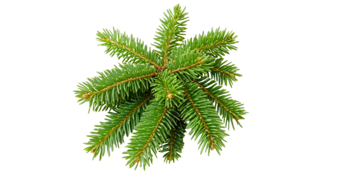 christmas tree fir twig and branch isolated on transparent background