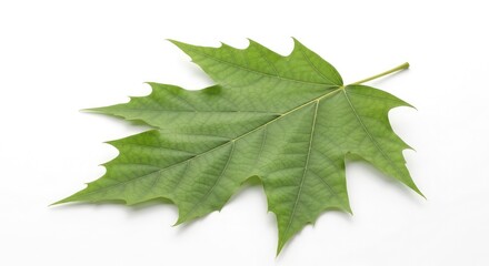 Stunning vibrant green maple leaf isolated for nature designs, botanical illustrations, environmental projects, or seasonal autumn themes with bright backgrounds