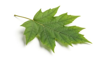 Obraz premium Vibrant green maple leaf isolated on white background shows nature's simple elegance, ideal for botanical designs, educational resources, or autumnal themes
