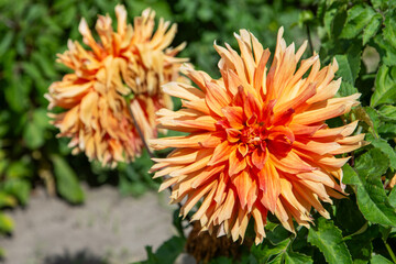 Dahlia flower close up garden. Yellow orange beige color flower bud. Petal Plant bloom.