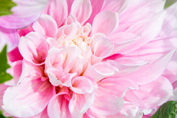 Obraz premium Dahlia flowers close up background. Pink colored flower bud. Petal Plant bloom.
