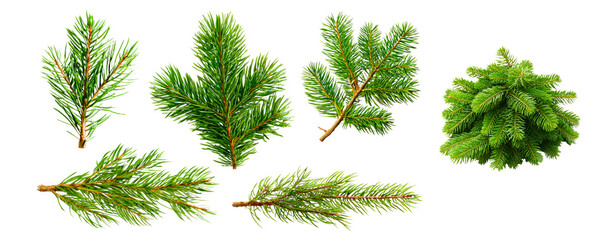 set of coniferous tree branches isolated on transparent background