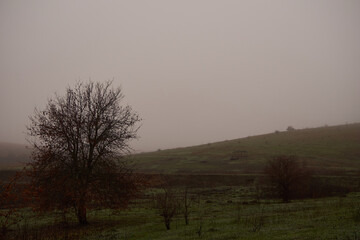 lonely tree in autumn landscape