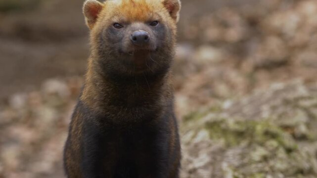 Bush dog sniffing around