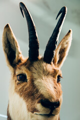 Portrait d'un chamois des alpes. Gros plan d'un chamois empaill&eacute;. Taxidermie d'un chamois