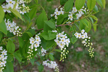 a twig with White Flowers Blooming on a Bush in Spring