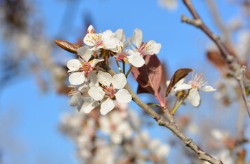 White Blossoms of sakura Against a Blue Sky