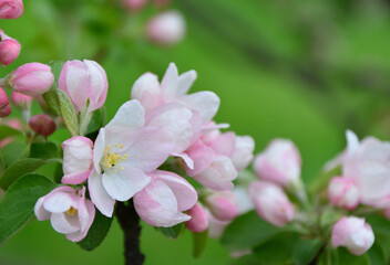 Soft Pink Apple Blossoms Blooming in Spring with green background macro
