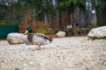Male Mallard Duck Walking Across Textured Gravel Shore