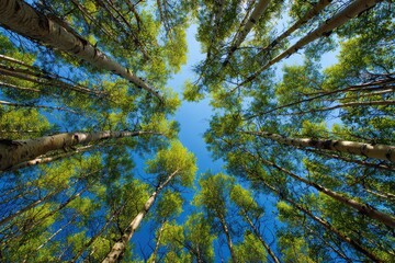 Fototapeta premium Gaze Upward: Lush Green Tree Canopy Against a Bright Blue Sky, Sunlight Filtering Through, Creating a Stunning Natural Landscape