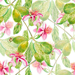 Feijoa branch. Watercolor seamless hand drawn pattern with feijoa fruits, flowers, buds and leaves isolated on white. For printing on fabric, wallpaper, paper, curtains, prints, wrapping paper